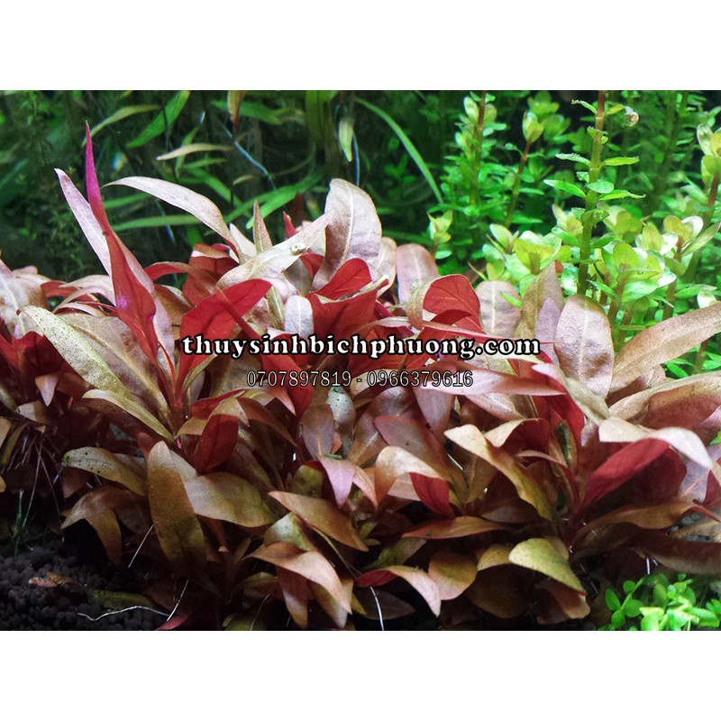 HUYẾT TÂM LAN MINI - CÂY THUỶ SINH TRỒNG TIỀN CẢNH ĐẸP