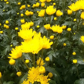 Bộ 5 gói hạt giống hoa cúc vàng F1 -Hoa trồng Tết