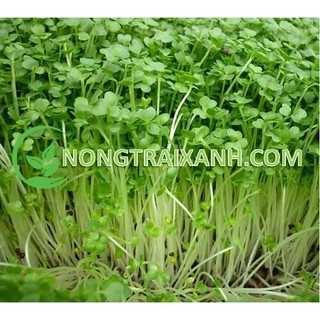 100gr - hạt giống rau mầm cải ngọt