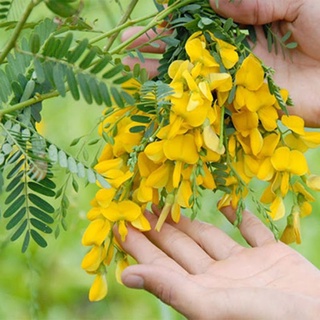 Hạt giống bông Điên Điển (1gram)