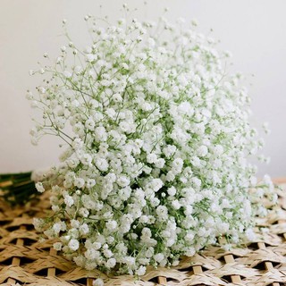 Hạt giống hoa Baby trắng