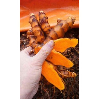 Bột Nghệ Đỏ Handmade (Uống được, Giàu Cucurmin) - Mờ Thâm, Da Khoẻ
