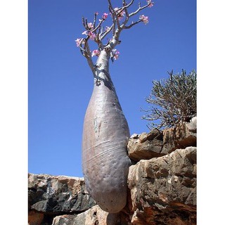 Củ Sứ Thái Sứ , kIM TỰ  Tháp ,Sứ somalen , acoda