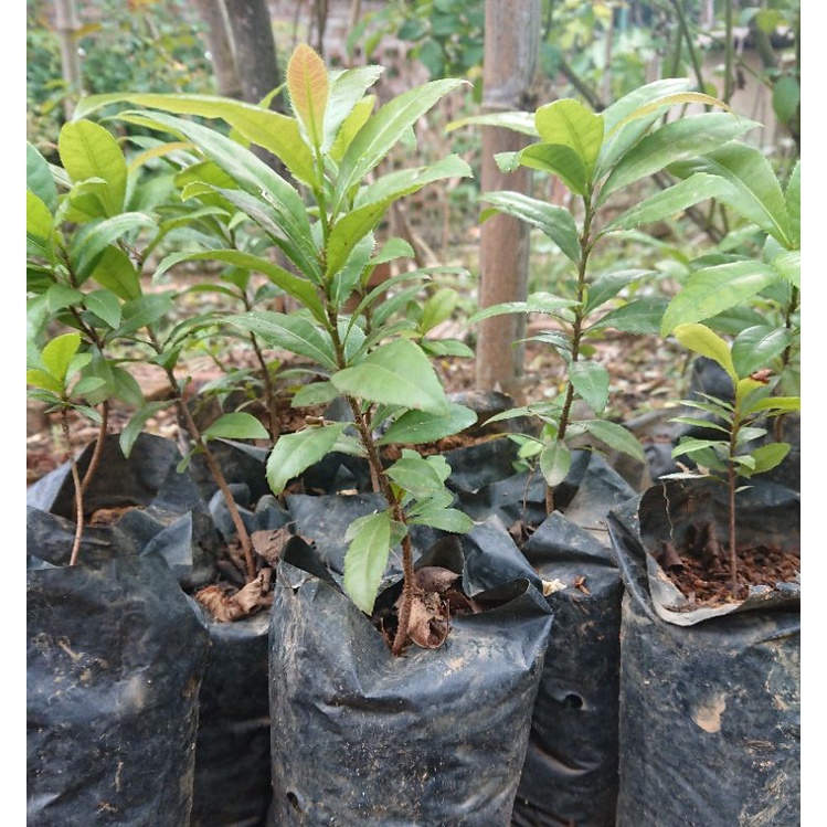 Mai tứ quý 1 năm tuổi 25-30cm