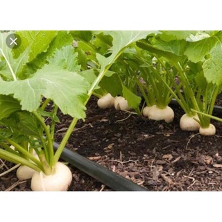 Hạt giống củ cải trắng f1 - gói 20 gram