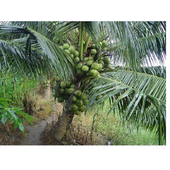 Cây giống Dừa Sáp Mỹ Nương - Dừa Sáp Cầu Kè Chính Gốc