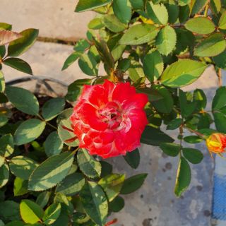 Hồng Đổi Màu (Hồng Ba màu) bụi và leo