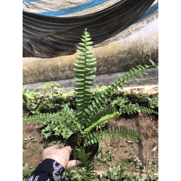 Dương xỉ lá me