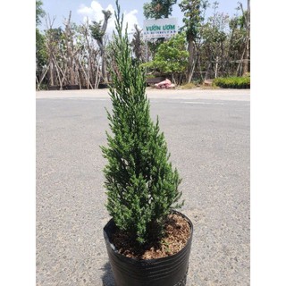 Cây Sơn Tùng( 80cm 1m) tặng kèm phân bón