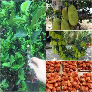 Mít ruột đỏ thái lan