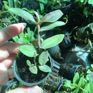 Phi điệp 5ct phú thọ gieo hạt