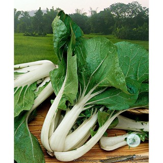 1KG Hạt Giống Cải Thìa Cọng Trăng Cải Bẹ Trắng (| Y13*W24)