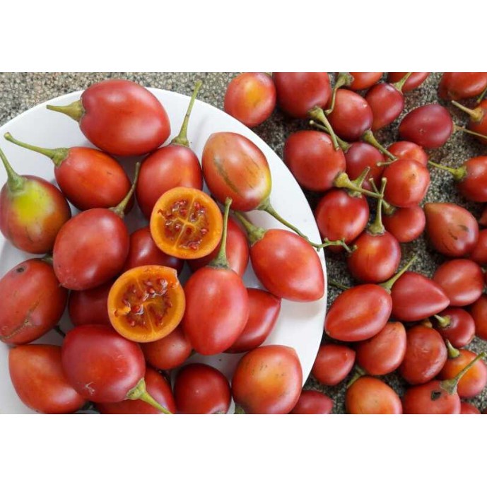 Hạt giống Cà Chua Thân Gỗ - Hạt Chuẩn Nảy Mầm Tốt