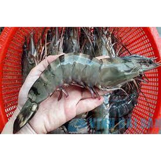 [Chỉ giao BIÊN HÒA] Tôm sú tươi sống size 20-25 con/ 1 Kg