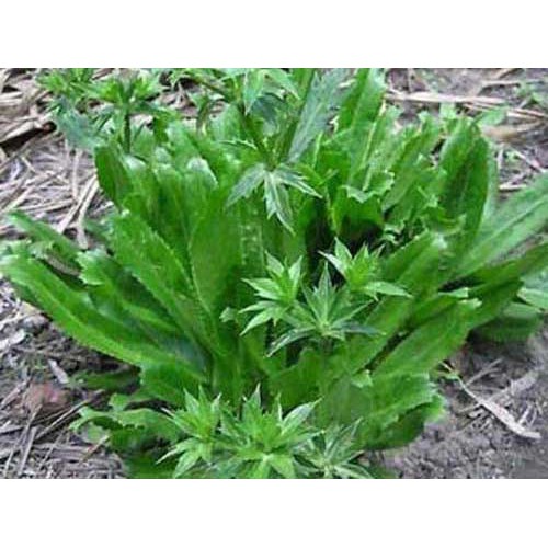 20G - Hạt Giống Ngò Gai Lá Lớn