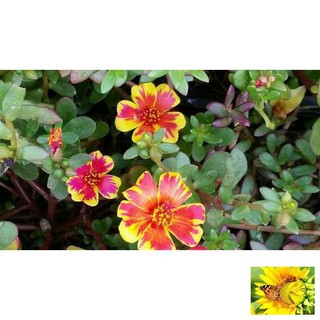 100 hạt hoa 10h sam (hoa sam)