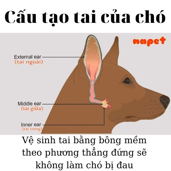 Dung dịch vệ sinh tai Chó Mèo 100ml Pet Ear Cleaner - Làm sạch tai Chó Mèo