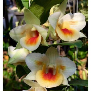 Dendro Damari 3 lưỡi hoa thơm - dòng dendro thân có lông độc đáo