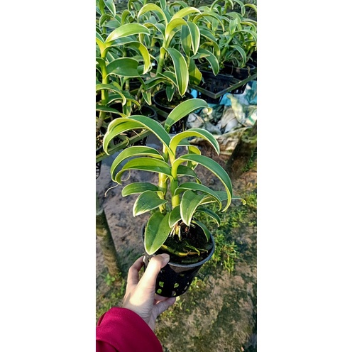 Hoa Lan Dendro lá biên hoa chớp xanh hàng thuần