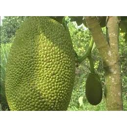 Phân bón lá Hợp Trí 10-5-2+TE giúp trái to, mau lớn chắc thịt nặng ký mẫu mã đẹp - To trái mít, to trái xoài, ...