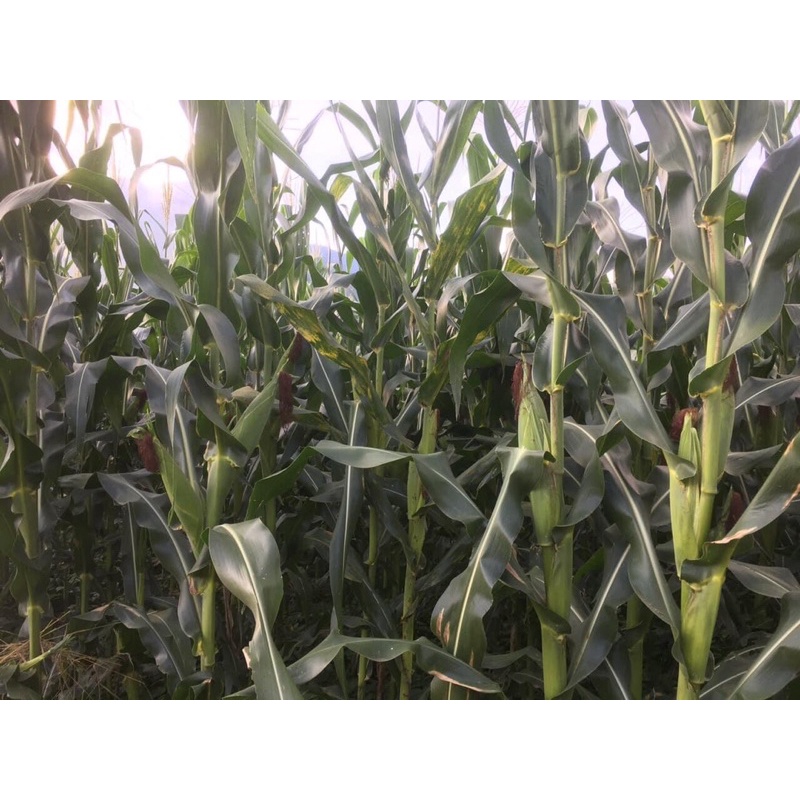🌽 GIỐNG NGÔ LAI F1 CP111 Gói 1KG