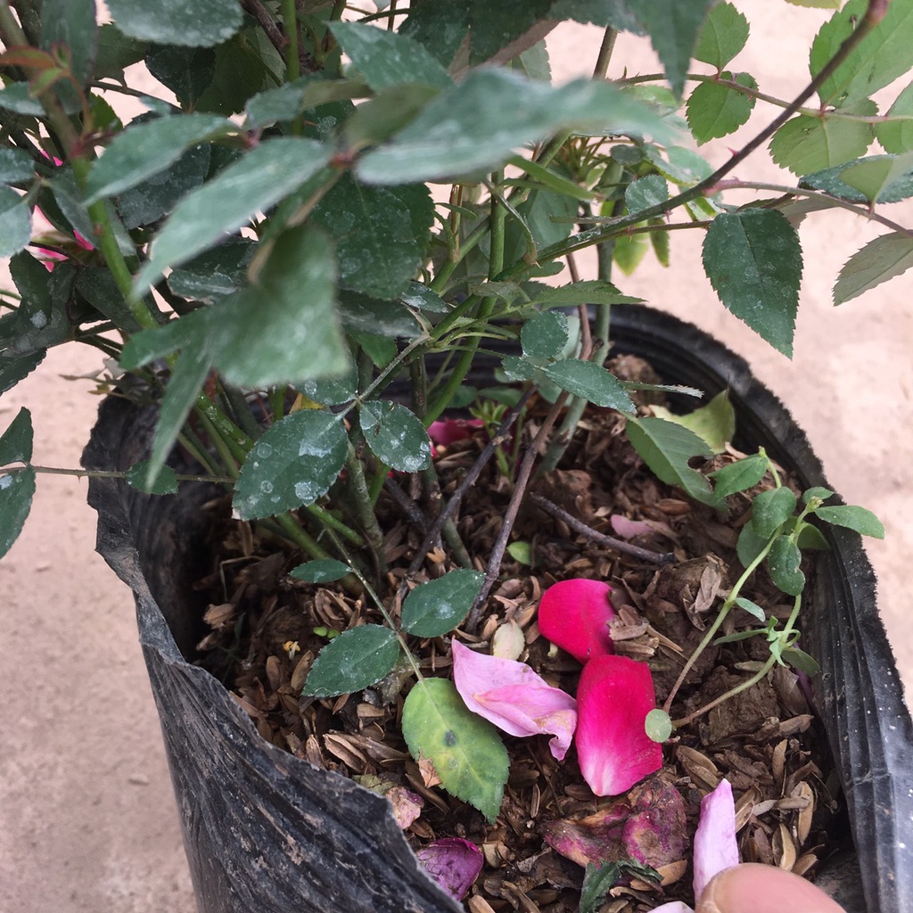 Cây HOA HỒNG QUẾ Bụi Ra Hoa Quanh Năm,Bụi Xum Hoa Có Mùi Thơm Nhẹ