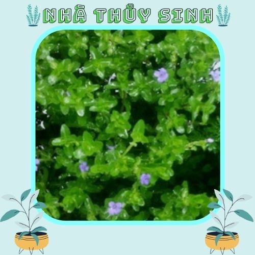 Cây Thủy Sinh | Lệ Nhi (15 ngọn)