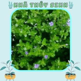 Cây thủy sinh | lệ nhi
