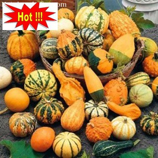 Hạt Giống Bí MIni - 10 Hạt