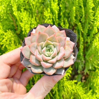 Sen đá hoa hồng nâu 5-7cm - Vườn sen đá