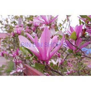 Hat giống hoa HOA MỘC LAN( 3 hạt)