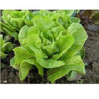 HẠT GIỐNG XÀ LÁCH BÚP