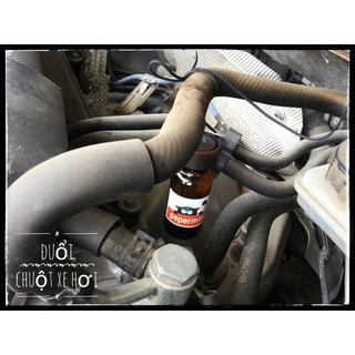 Tinh dầu chống chuột ôtô