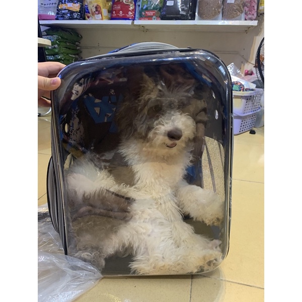 BALO PHI HÀNH GIA 🐶🐱 CHO CHÓ-MÈO