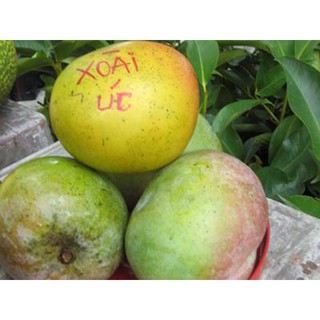 Cây giống soài úc