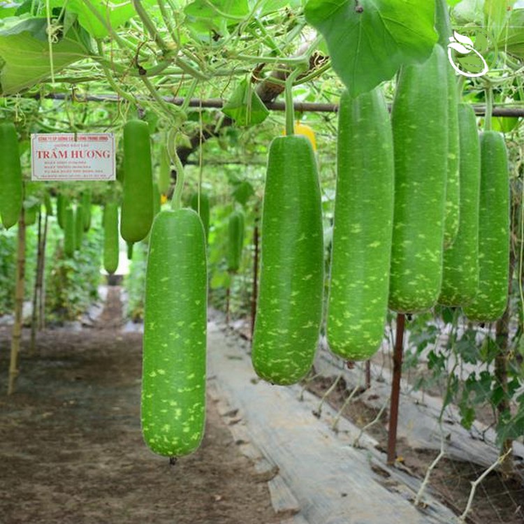 Hạt giống Bầu sao F1 PN-779 Phú Nông- Gói 1g - F1 Hybrid Bottle Gourd