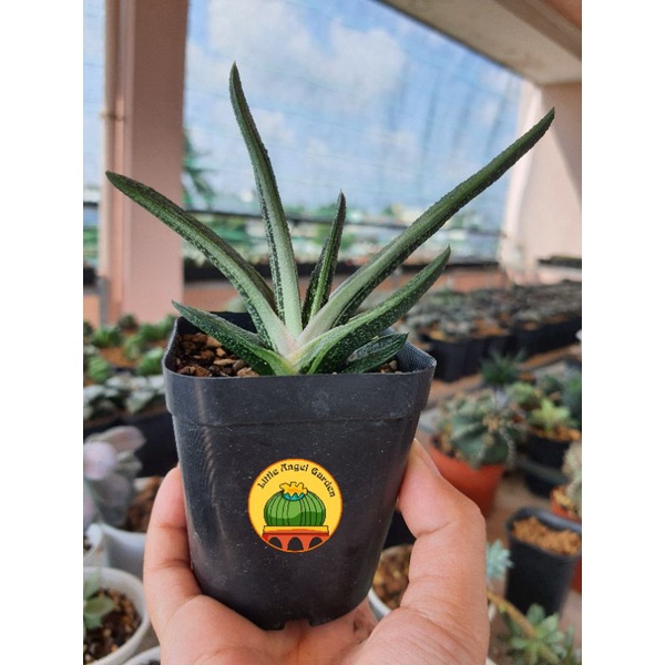 Gasteria dòng Little Warty hàng nhà làm, dễ chăm