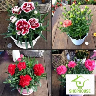 shophouse 100 hạt giống hoa cẩm chướng chùm mix  SHOP HOUSE  TẾT KHUYẾN MẠI