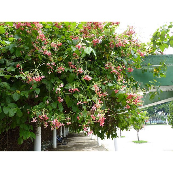 Dây sử quân tử, trang leo cho hoa thơm - Quisqualis indica L. - Trang Flower