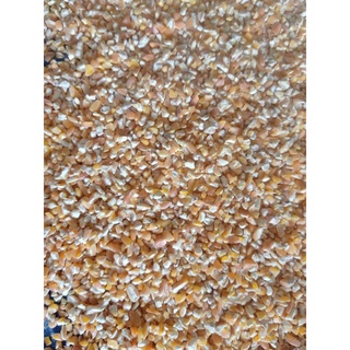 BẮP BỂ CHO GÀ, CU GÁY, BỒ CÂU, VẸT HẠT TO ĐẸP 1kg