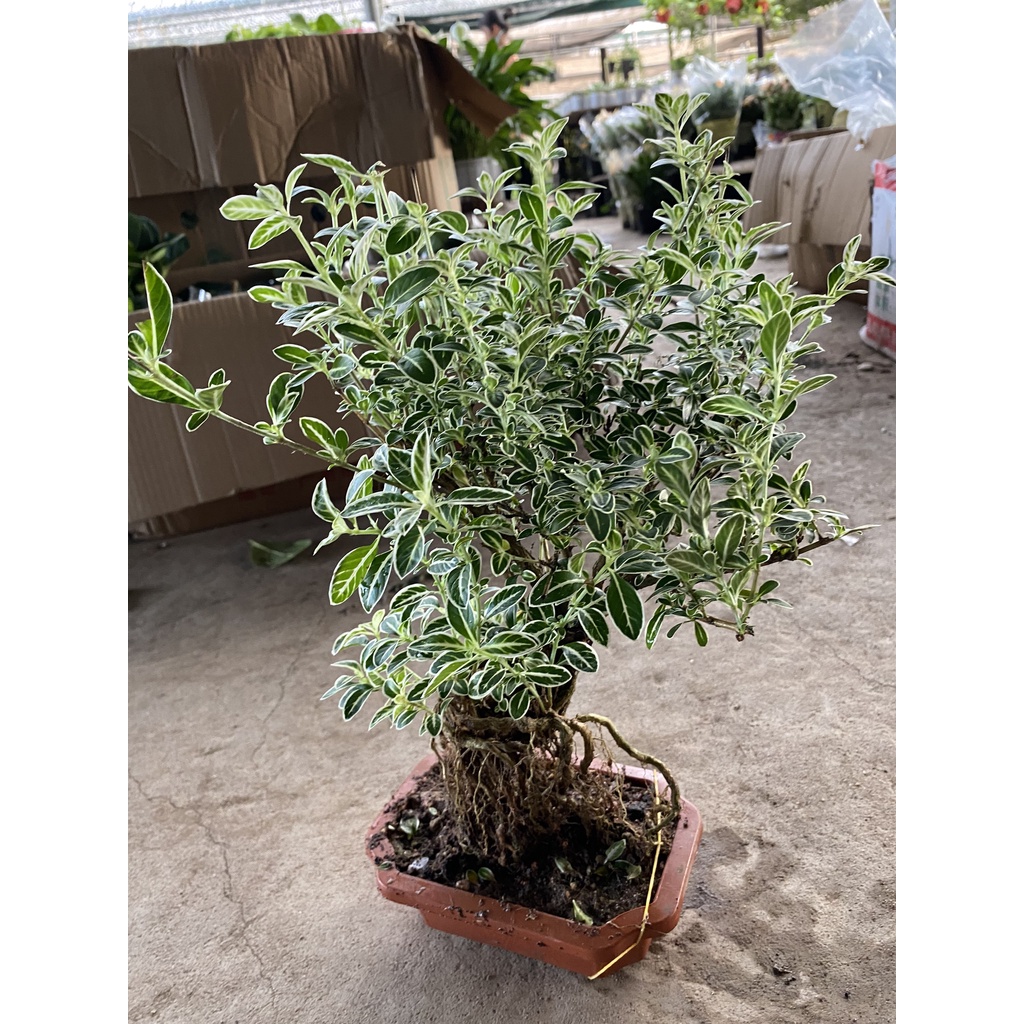 Cây bạch tuyết mai bonsai cao 25cm lá xum xuê, cây phong thủy để bàn mang đến may mắn và tài lộc