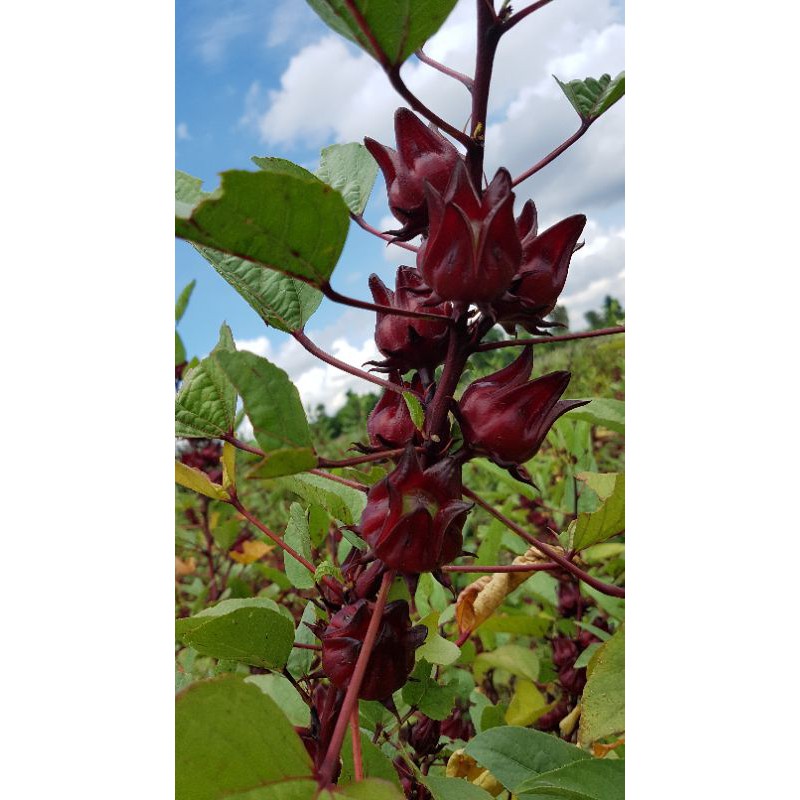 Hoa Hibicus tươi_ Nguyên hạt 1ký