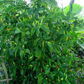 Hạt Giống Ớt Xiêm RĐ 712