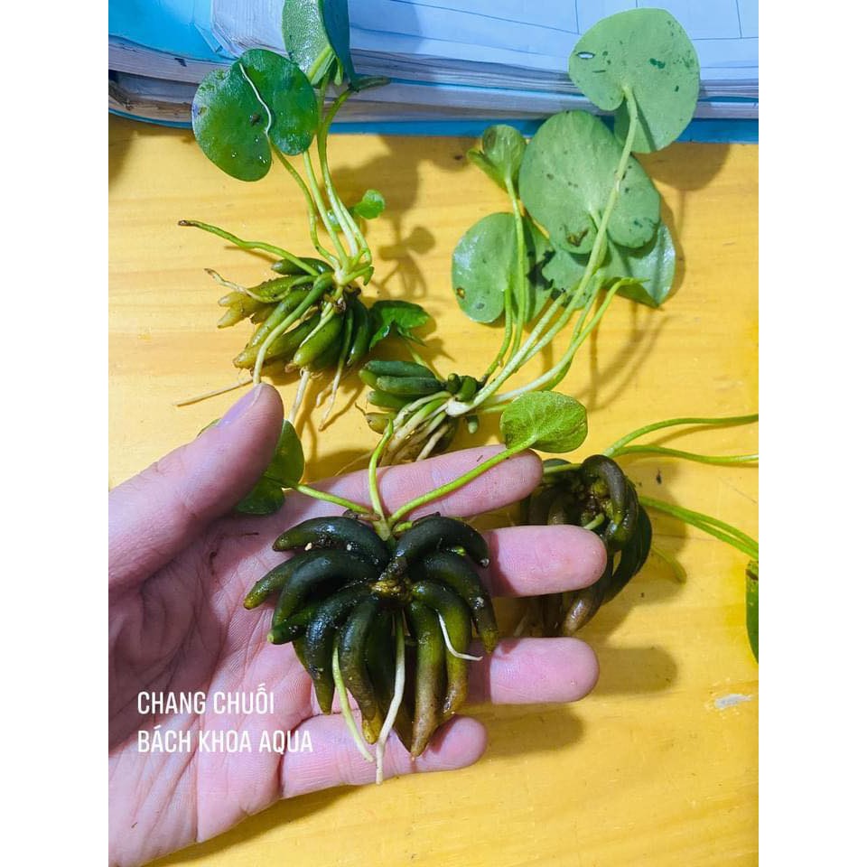 Cây Chang Chuối - Loài cây độc lạ cho bể cá