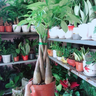 Kim ngân thắt bính 5 thân