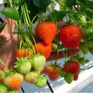 HẠT GIỐNG DÂU TÂY ĐỎ F1 SIÊU NGỌT GÓI 100 HẠT
