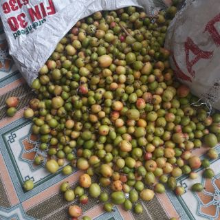 Táo mèo tây bắc