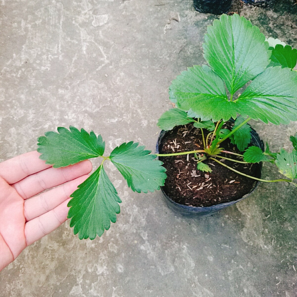 Cây dâu tây hana giống chịu nhiệt quả to siêu ngọt - cây ăn quả