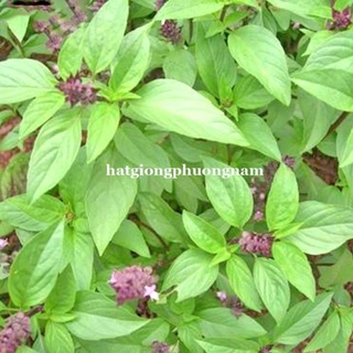 5gr - hạt giống rau húng quế