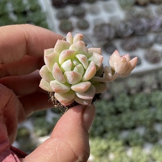 Sen đá Dù Hồng Mini ( 2 - 3cm ) - Đơn 80k : 14h->21h có quà tặng ạ